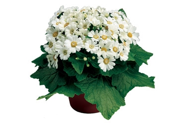 Cineraria Venezia white Variety Thumbnail.jpg